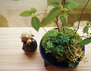盆栽園
